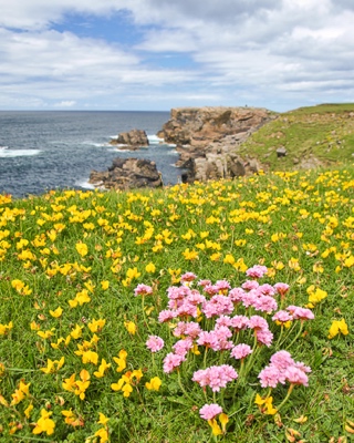picture of machair flowers